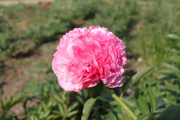 Pfingstrose Salmon Glory, Paeonia Hybride - Kopie