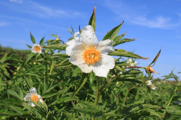 Paeonia emodi-Hybride