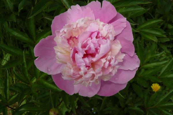 Pfingstrose Angel Cheeks; Paeonia lactiflora - Kopie
