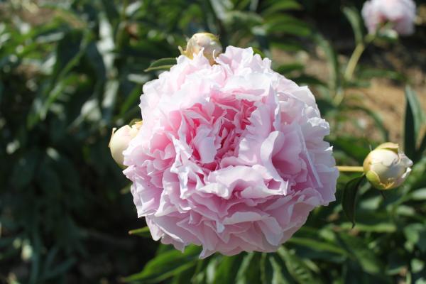 Pfingstrose Dresden Pink, Paeonia lactiflora - Kopie