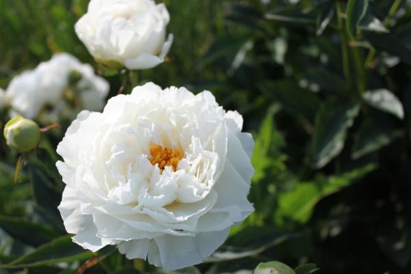 Pfingstrose Petite Porcelain, Paeonia lactiflora - Kopie