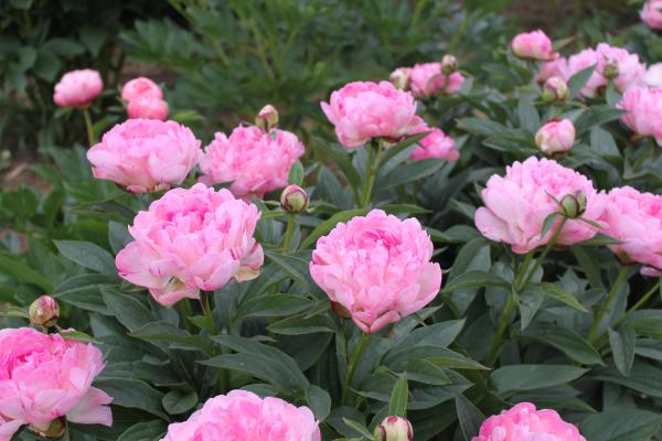 Pfingstrose Petite Elegance, Paeonia lactiflora