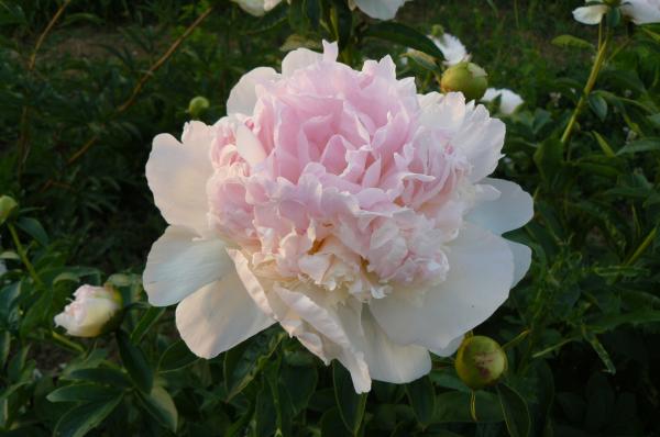 Pfingstrose Raspberry Sundae, Paeonia lactiflora