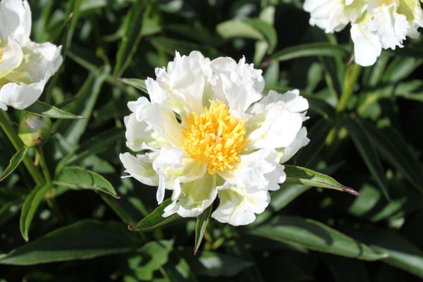 Pfingstrose Green Halo, Paeonia lactiflora