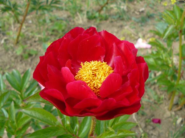 Pfingstrose Mackinac Grand, Paeonia Hybride