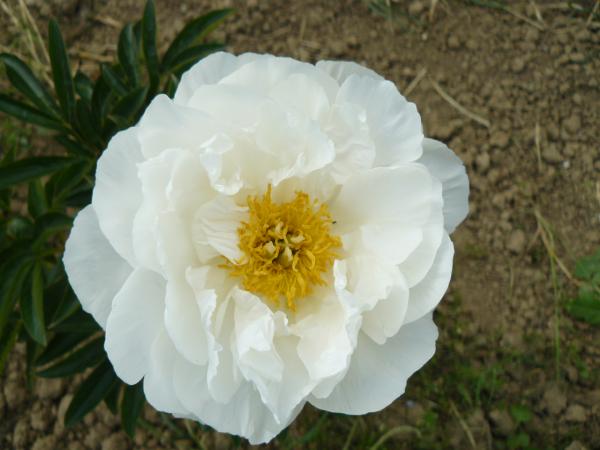 Pfingstrose Miss America, Paeonia lactiflora