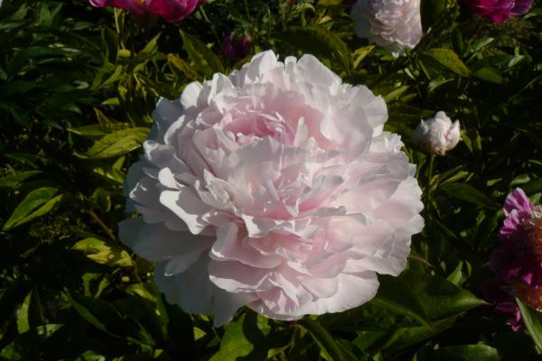 Pfingstrose Myrtle Gentry, Paeonia lactiflora - Kopie