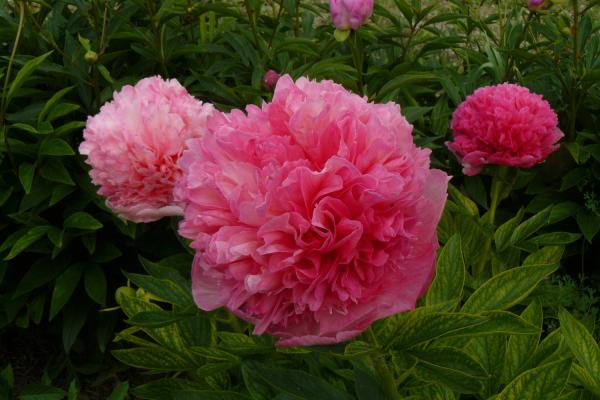 Pfingstrose Peachy Rose, Paeonia Hybride