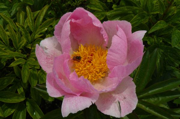 Pfingstrose Pink Princess, Paeonia lactiflora