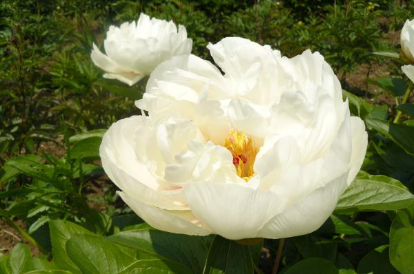 Pfingstrose Quad, Paeonia Hybride