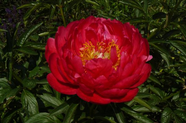 Pfingstrose Raspberry Charm, Paeonia Hybride