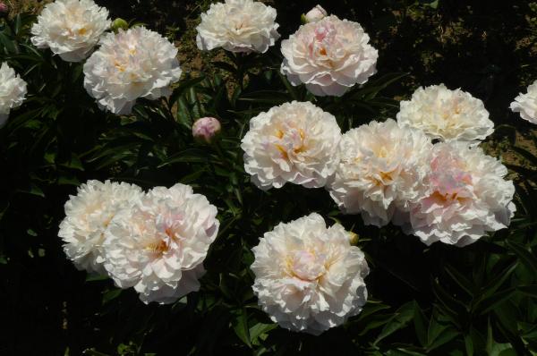 Pfingstrose Serene Pastel; Paeonia lactiflora