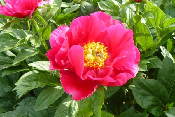 Pfingstrose Siegmund, Paeonia Hybride