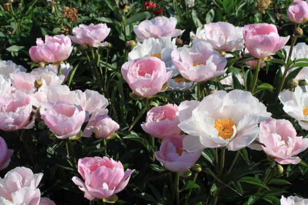 Pfingstrose Soft Salmon Joy, Paeonia Hybride