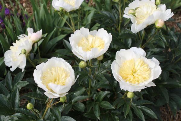 Pfingstrose Stellar Charm, Paeonia lactiflora - Kopie