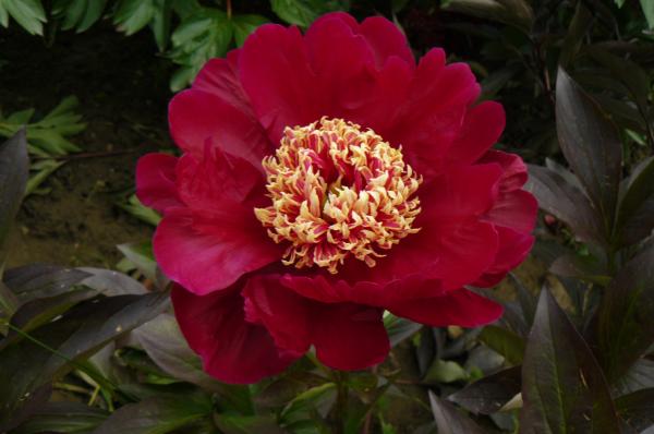 Pfingstrose Sword Dance, Paeonia lactiflora