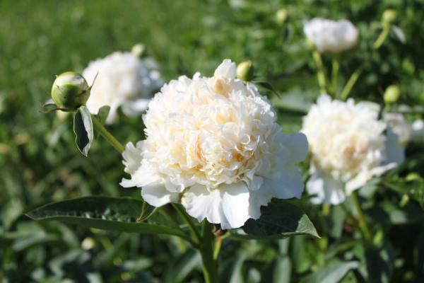 Pfingstrose Top Brass, Paeonia lactiflora - Kopie