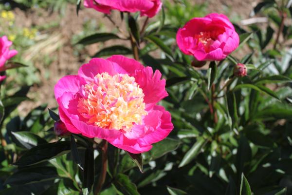 Pfingstrose Velma Atkinson, Paeonia lactiflora