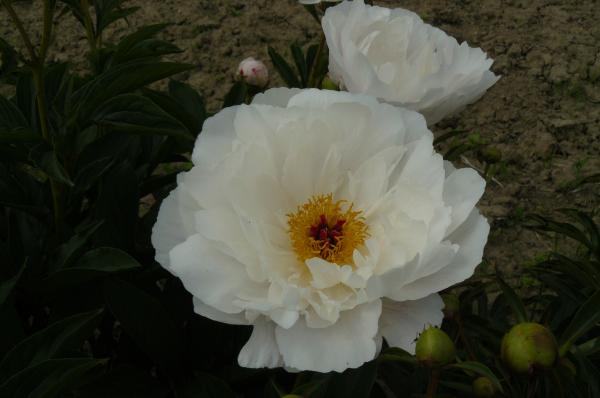 Pfingstrose Zuzu, Paeonia lactiflora